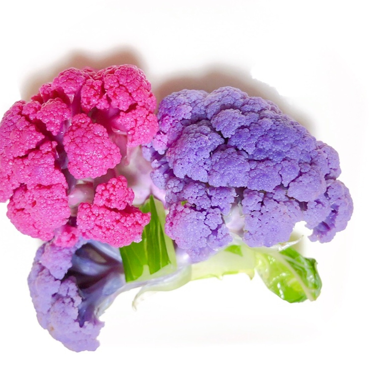 紫陽花みたいな紫カリフラワーのサラダ レシピ 作り方 By M H 楽天レシピ 紫陽花みたいな紫カリフラワーのサラダ レシピ 作り方 By M H 楽天レシピ